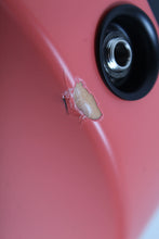 Load image into Gallery viewer, Fender Monster Hunter Rathalos Telecaster Electric Guitar Rathalos Red with Case